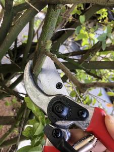 Garden <b>Pruning</b> Shears - Product Image 6