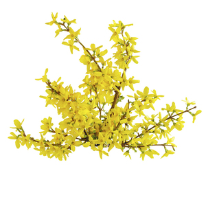 100% puro y orgánico Galbanum aceite esencial árbol de té ingrediente fabricante suministro a granel para impulsar la belleza - Product Image 2