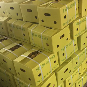 Jengibre Fresco Orgánico de Alta Calidad, 100% Puro y Natural, Jengibre Viejo de Sudáfrica, Venta al por Mayor por Tonelada - Product Image 1