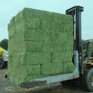 Fresh Alfafa Hay for Animal Feeding /Stuff Alfalfa hay/alfalfa hay pellets ready for export,Quality Alfafa Hay for Animal Feed