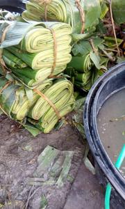 Banane verte feuilles de feuille de bananier avec fournisseur de haute qualité du VIETNAM//Rachel: + 84896436456 - Product Image 2