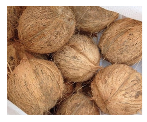 Fournitures/fabricants de noix de coco Semi-husckée, marron frais, nouvelle collection 2020 - Product Image 6