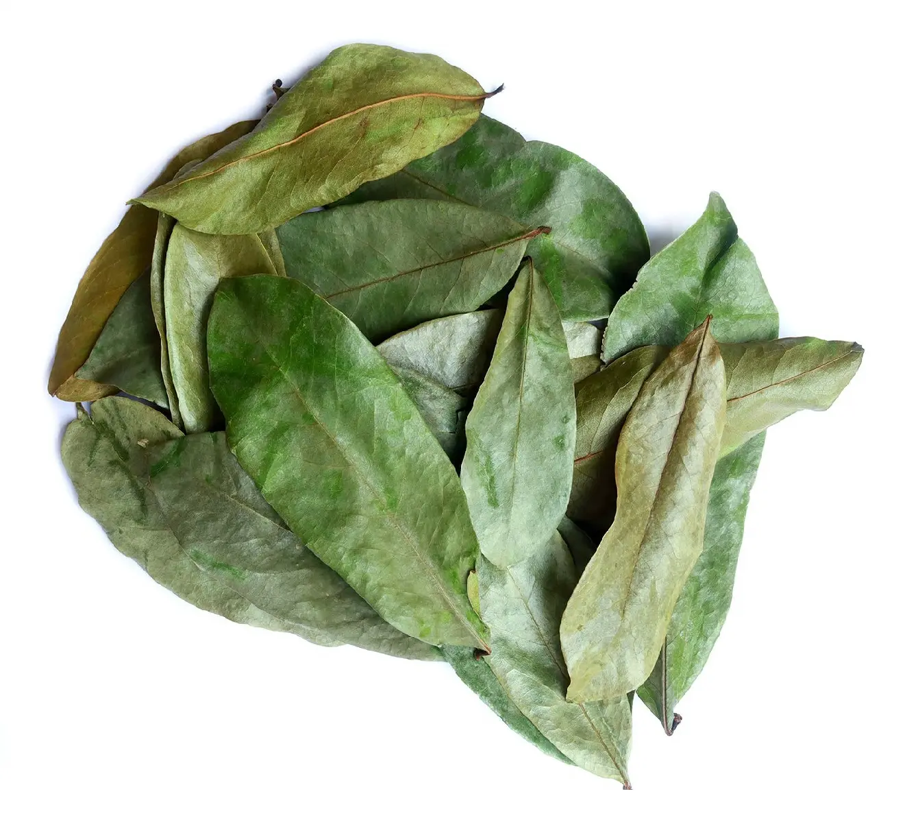 100 % Dried Graviola Leaf | WITH BEST QUALITY | CHEAP PRICE FROM VIETNAM HOT DEAL 2023 BIG SALE VIETNAMESE PRODUCTS