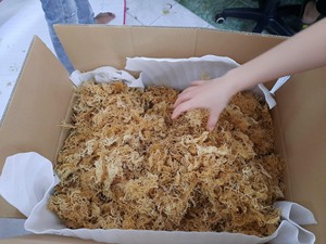 Organic Pure Irish Sea <b>Moss</b> Gracilaria Seaweed Origin Vietnam Purple Seamoss Golden Cottonii Seaweed High Quality Cheapest 99 Gold Data - Product Image 5