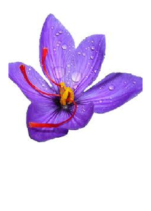 Processus publicitaire séché de haute qualité fournisseur offre le meilleur prix de vente en gros de safran du Cachemire herbe séchée variété d'épices séchées brut d'exportation - Product Image 3