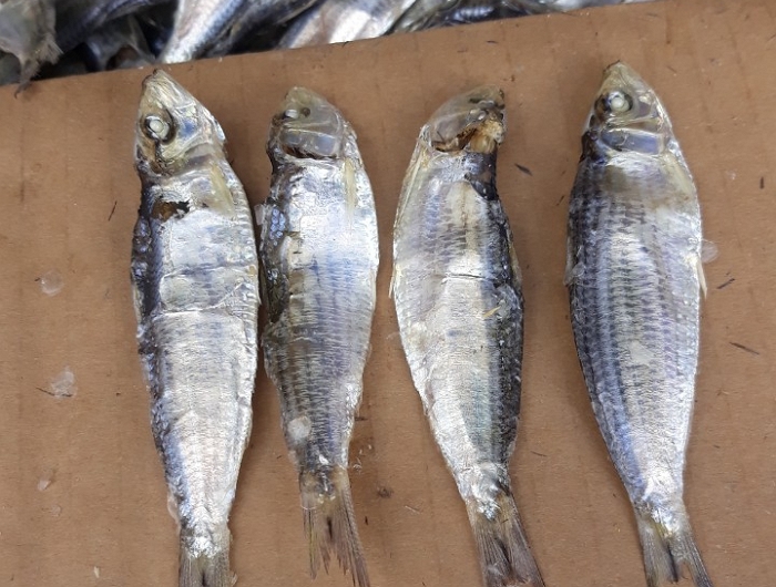 Wholesale Dry Fish/ Dried Sardine from Vietnam AD a Grade DRIED FISH