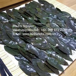 Hojas de Guanábana de Graviola secas orgánicas de alta calidad de Vietnam AD Proceso de secado/Sra. Lima - Product Image 3