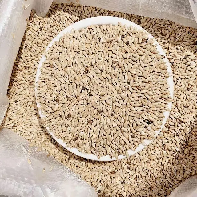 HIGH QUALITY PROCESSED CANARY SEEDS