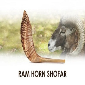 Shofar yemenita de alta calidad, cuerno de Animal pulido ecológico, artesanías naturales crudas con estilo náutico para un sonido limpio - Product Image 2