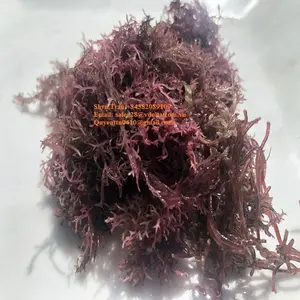 Export Irish Sea Moss / Good Price Sea Moss from Viet Nam / Whatsapp +84382089109