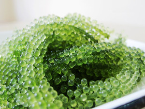 Uvas de Mar/Umibudo, Algas Marinas Secas Picadas, Caviar Verde, Marca Diana Vietnam, Bolsa de 100 Hojas para Ensaladas y Sushi - Product Image 1