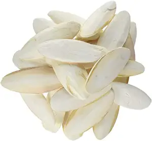 Natural Cuttlefish Bone For Traditional Medicine And Bird Feeds/ Vivian Ha N+84 33 88 20 462