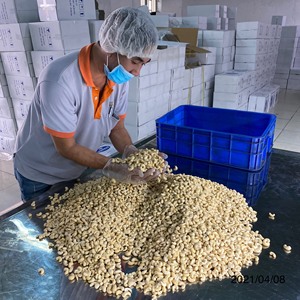 Nueces de Anacardo Crudas de Vietnam, Grado W320, Secas, Calidad Premium, Saludables, 24 Meses de Duración, Envasado al Vacío/en Lata, Marca Agrikim, Directo de Fábrica - Product Image 6