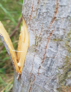 Incienso de Goma Benjoín Orgánica de Vietnam de Alta Calidad / Ms Laura - Marca Vietnamita Viet Delta - Product Image 4