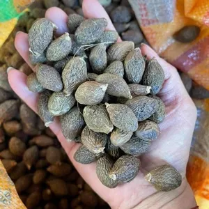 MALVA NUT Chất Lượng Cao Giá Tốt Từ Việt Nam 2022 ( WA: MS.LAURA + 84 91 850 9071)