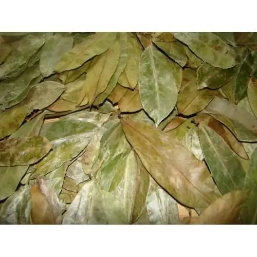 CHEAPEST PRICE DRIED SOURSOP LEAF/ GRAVIOLA LEAVES FROM VIETNAM / AXEL + 84 38 776 0892