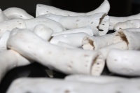 Racines de chou-fleur séchées naturelles à haute brillance pour artisanat étudiant, écologiques, pour pot-pourri et décoration