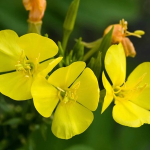 น้ำมันอีฟนิ่งพริมโรสสกัดเย็นบริสุทธิ์ 100% จากธรรมชาติเพื่อสุขภาพหัวใจ - Product Image 3