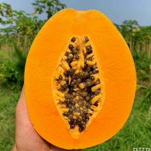 Delicious red lady papaya fruit at the Best Prices Low Moq u0026 New