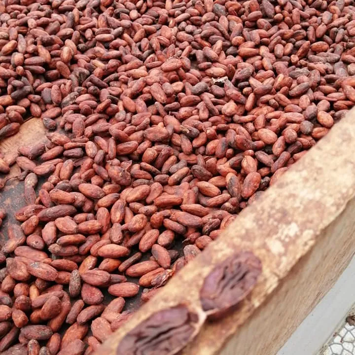 Органические необработанные какао-бобы экспортируются в ЕС, США, ОАЭ и т. д.-высококачественный какао-порошок для приготовления шоколада по низкой цене-какао-бобы