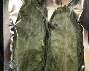 Feuilles de graviola/corossol séchées de haute qualité du Vietnam épices et herbes simples Shyn Tran - Product Image 4