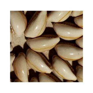 Coquillages cauris faits à la main de la mer du Vietnam Coquillages naturels pour la décoration, l'artisanat et la fabrication d'accessoires de mode - Product Image 3