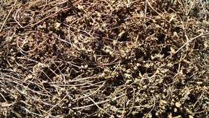 Herbes noires séchées à 100% naturelles, livraison gratuite, bonne qualité du VietNam + 84905010988 - Product Image 4