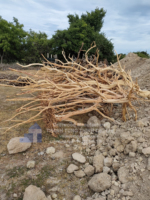 Bois flotté de mangrove tendance, bois flotté naturel pour accessoires d'aquarium
