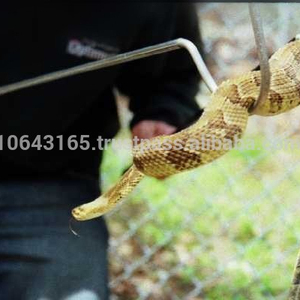 Chuyên Nghiệp Rắn Móc/Rắn Móc Và Rắn Kẹp Để Bán - Product Image 3