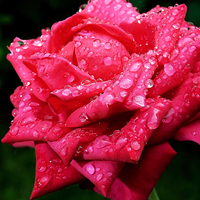 Hydrolat de rose biologique en vrac, eau florale distillée à la vapeur de Bulgarie, Rosa Damascena, certifié GMP