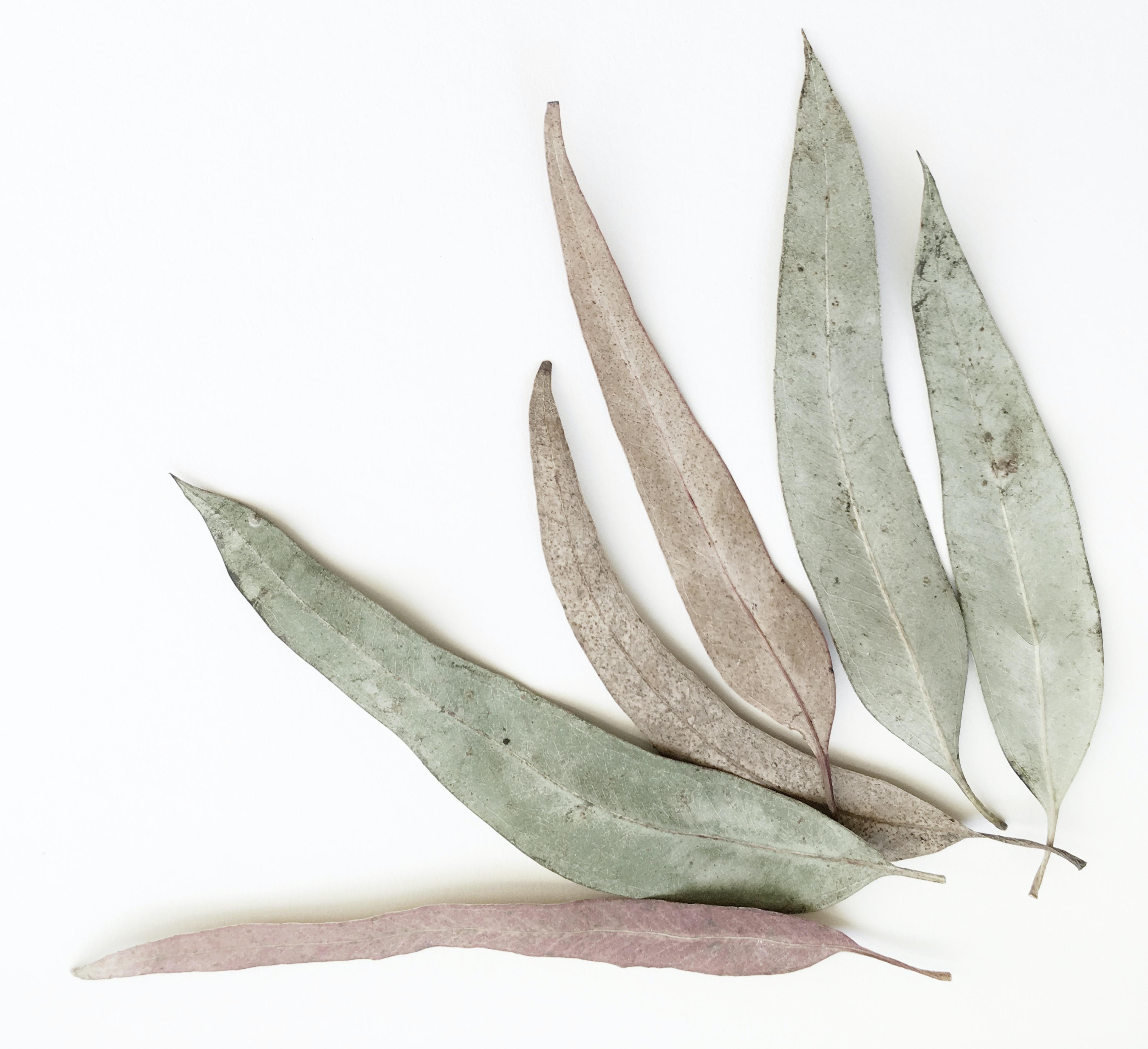 สีเหลืองอ่อนเป็นสีเหลือง