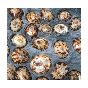 Carcasa de caracol, al por mayor, el mejor precio - Product Image 2