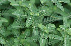 100% PHYLLANTHUS URINARIA SECO NATURAL/GRIPEWEED EN VIETNAM - Product Image 5