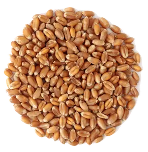 Grão de trigo macio da rússia vários tipos; inverno vermelho duro, trigo macio