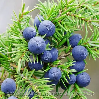 ערער עלה שמן בוטני שם juniperus communis שמן המשמשים משובח קוסמטיקה בשמים רחצה וארומתרפיה