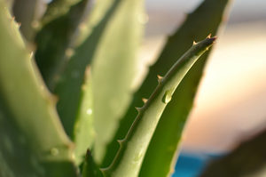 Feuille d'Aloe Vera-Aloe barbadensis laisse il contient des plantes saines - Product Image 2