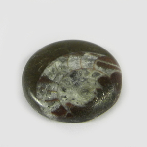 Gema Natural de amonita marrón para hacer joyería, cabujones redondos de 22mm, 4,45 gms, Gema suelta hecha a mano - Product Image 5