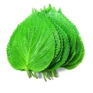 Producto especial de Vietnam, Perilla fresca, vacaciones, gran oferta - Product Image 1