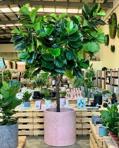 Hitech-macetas de politerrazo para exteriores, Juego de 4 macetas ligeras para plantas, hechas en Vietnam - Product Image 4