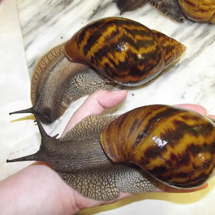 Fresh African Giant Snails/Processed Alive,Frozen,Dried ,Fresh Snails for sale
