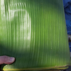 Fresh BANANA Leaf Can Long Storage 0084 947 900 124