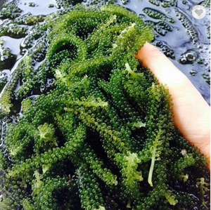 Raisin de mer en vrac/ambre + 84383004939, raisins de mer - Product Image 6