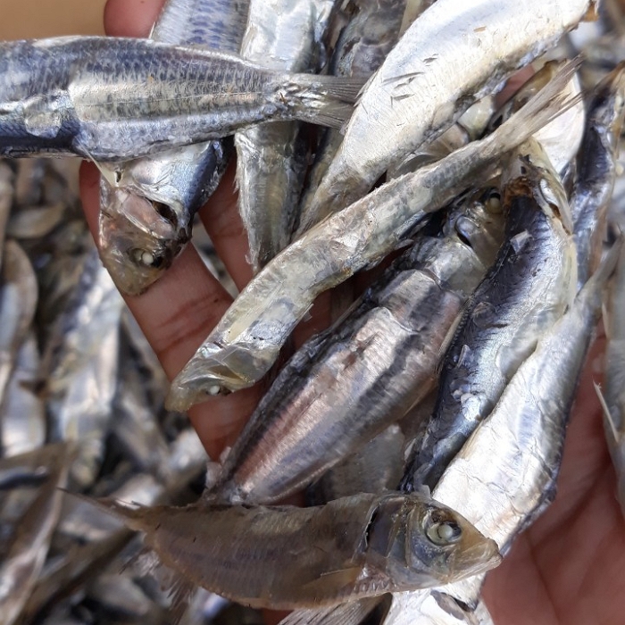 Wholesale Dry Fish/ Dried Sardine from Vietnam AD a Grade DRIED FISH