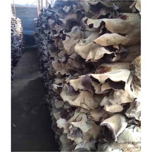 Hongos en las orejas de madera seca, hongos de las orejas de madera seca, corte fino, oferta de Vietnam/racana: + 84896436456 99, datos dorados - Product Image 3