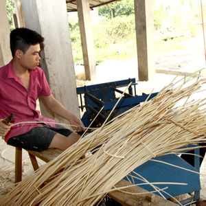 Viet Nam rotin canne à vendre de haute qualité - Product Image 2