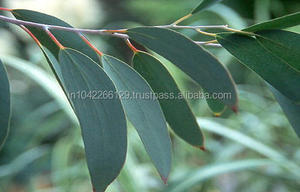 Cineole Eucalyptus Huile Essentielle Globulus Huiles Essentielles De Qualité Supérieure Et Naturelles % ) - 100% Pure 60-99 Diffuseur Relax Collaterals - Product Image 2
