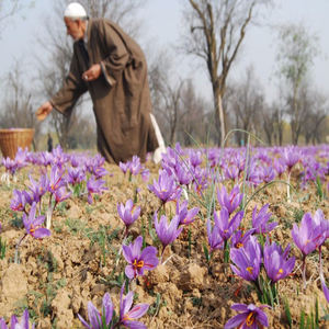 Isar International ofrece venta directa al por mayor de nuevos cultivos de Mogra Saffron de procesamiento crudo de estilo seco de Cachemira - Product Image 5