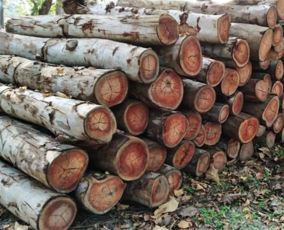 Logs de madeira de eucalipto