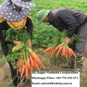 แครอทสดผักสดจากเวียดนาม/MS LAURA + 84 896611913 - Product Image 2