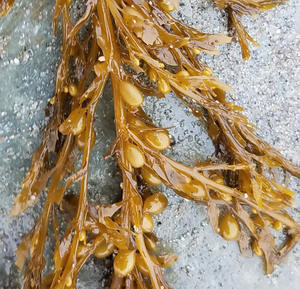 Poudre d'algues sargasses séchées à prix compétitif en provenance du Vietnam - Mme HELEN +84 374 288 086 - Product Image 1